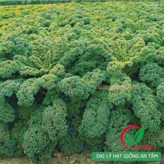 Cách trồng rau cải xoăn kale và cách chăm sóc đúng cách Cách trồng rau cải xoăn kale và cách chăm sóc đúng cách