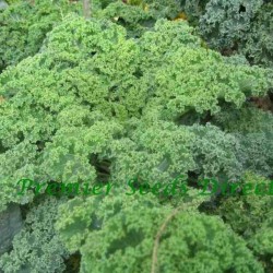Hạt giống cải xoăn kale Mỹ chịu nhiệt
