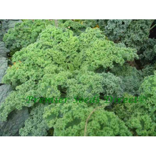 Hạt giống cải xoăn kale Mỹ chịu nhiệt