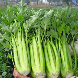 Hạt giống cần tây ép nước Hạt giống cần tây ép nước