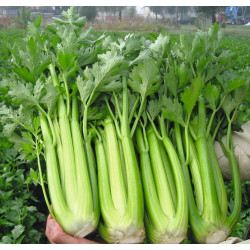 Hạt giống cần tây ép nước Hạt giống cần tây ép nước