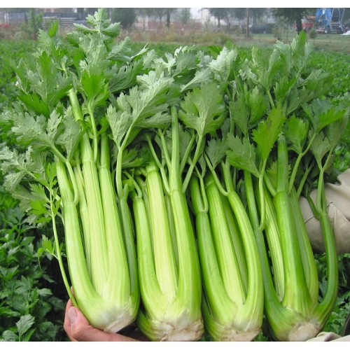 Hạt giống cần tây đà lạt F1