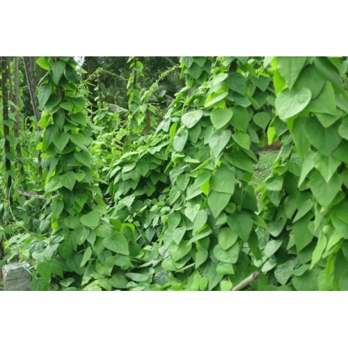 Hạt giống sương sâm lông