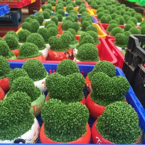 Hạt giống cỏ may mắn