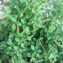 Hạt giống hương nhu trắng Hạt giống hương nhu trắng