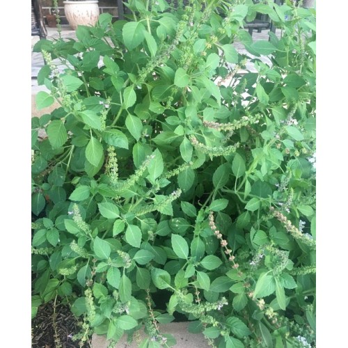 Hạt giống hương nhu trắng