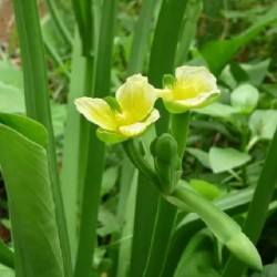 Hạt giống kèo nèo(rau tai tượng)