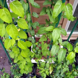 Hạt giống lá giang(lá lồm) Hạt giống lá giang(lá lồm)