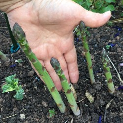 Hạt giống măng tây xanh atlas F1