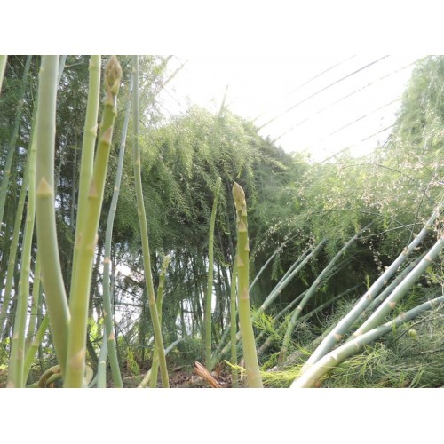 Hạt giống măng tây xanh atlas F1