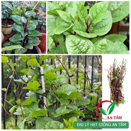 Hạt giống mồng tơi tím