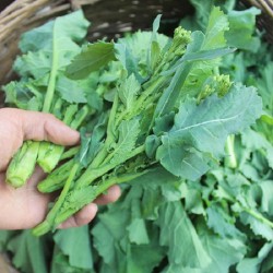 Hạt giống ngồng su hào (bắp cải)