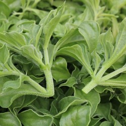 Hạt giống rau bông tuyết