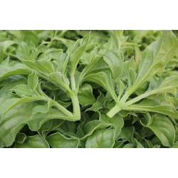 Hạt giống rau bông tuyết