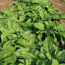 Hạt giống rau bông tuyết