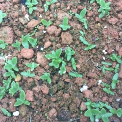 Hạt giống rau bông tuyết