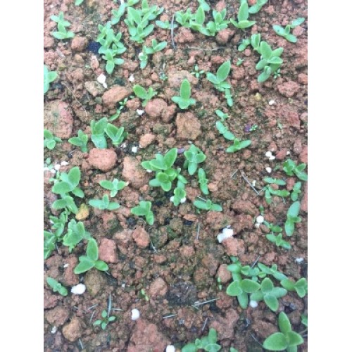 Hạt giống rau bông tuyết
