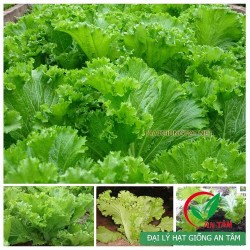 Hạt giống rau cải bẹ mào gà Hạt giống rau cải bẹ mào gà