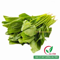 Hạt giống rau cải bó xôi chịu nhiệt F1