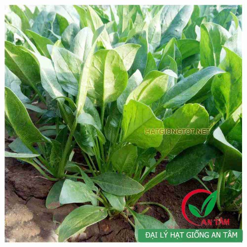 Hạt giống rau cải bó xôi chịu nhiệt F1
