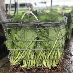 Hạt giống rau cải canh