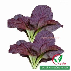 Hạt giống cải mù tạt tím Hạt giống cải mù tạt tím