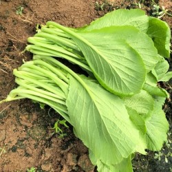 Hạt giống rau cải canh