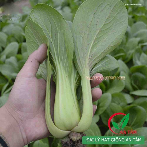 Hạt giống rau cải chip(cải thìa)