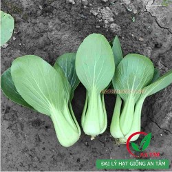 Hạt giống rau cải chip(cải thìa) Hạt giống rau cải chip(cải thìa)