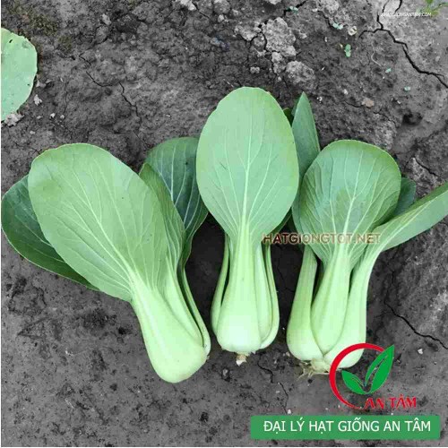 Hạt giống rau cải chip(cải thìa)