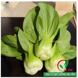 Hạt giống rau cải chip(cải thìa) Hạt giống rau cải chip(cải thìa)