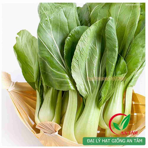 Hạt giống rau cải chip(cải thìa)