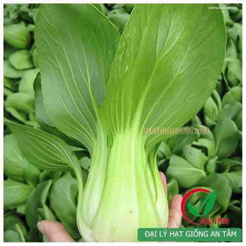 Hạt giống rau cải chip(cải thìa)