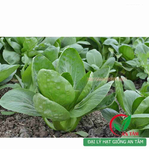 Hạt giống rau cải chip(cải thìa)