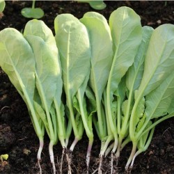 Hạt giống rau cải củ ăn lá(cải kẹp)
