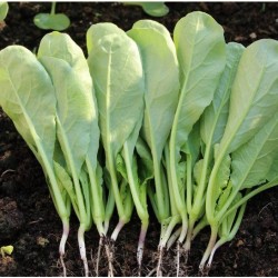 Hạt giống rau cải củ ăn lá(cải kẹp)