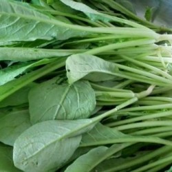 Hạt giống rau cải củ ăn lá(cải kẹp)