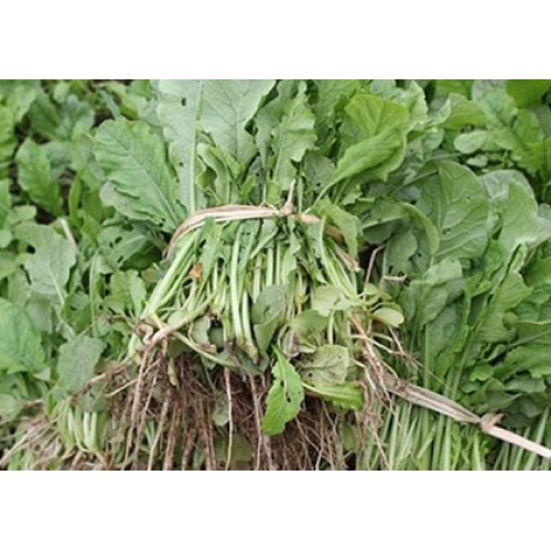 Hạt giống rau cải củ ăn lá(cải kẹp)