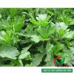 Hạt giống rau cải cúc nếp