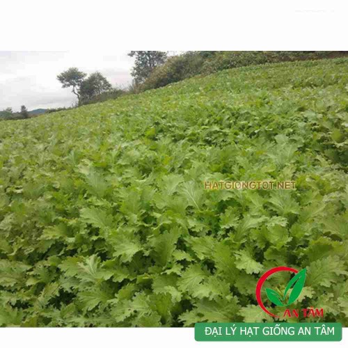 Hạt giống rau cải mèo ngọt