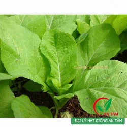 Hạt giống rau cải mơ lùn