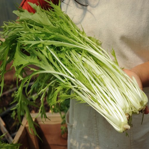 Hạt giống rau cải đuôi phụng mizuna nhật