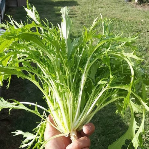 Hạt giống rau cải đuôi phụng mizuna nhật