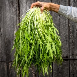 Hạt giống rau cải đuôi phụng mizuna nhật