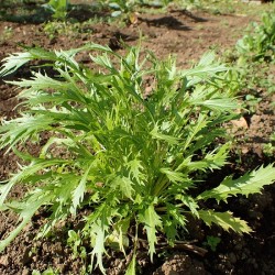 Hạt giống rau cải đuôi phụng mizuna nhật