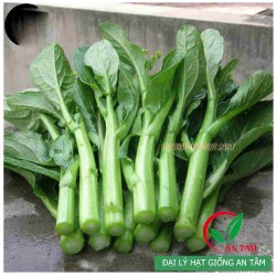 Hạt giống rau cải ngồng Hạt giống rau cải ngồng