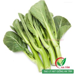 Hạt giống rau cải ngồng Hạt giống rau cải ngồng