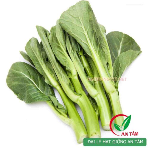 Hạt giống rau cải ngồng