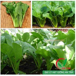Hạt giống rau cải ngọt Hạt giống rau cải ngọt