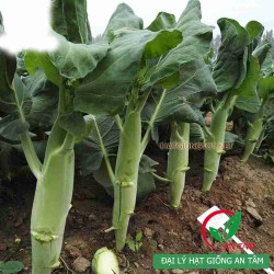 Hạt giống rau cải rổ